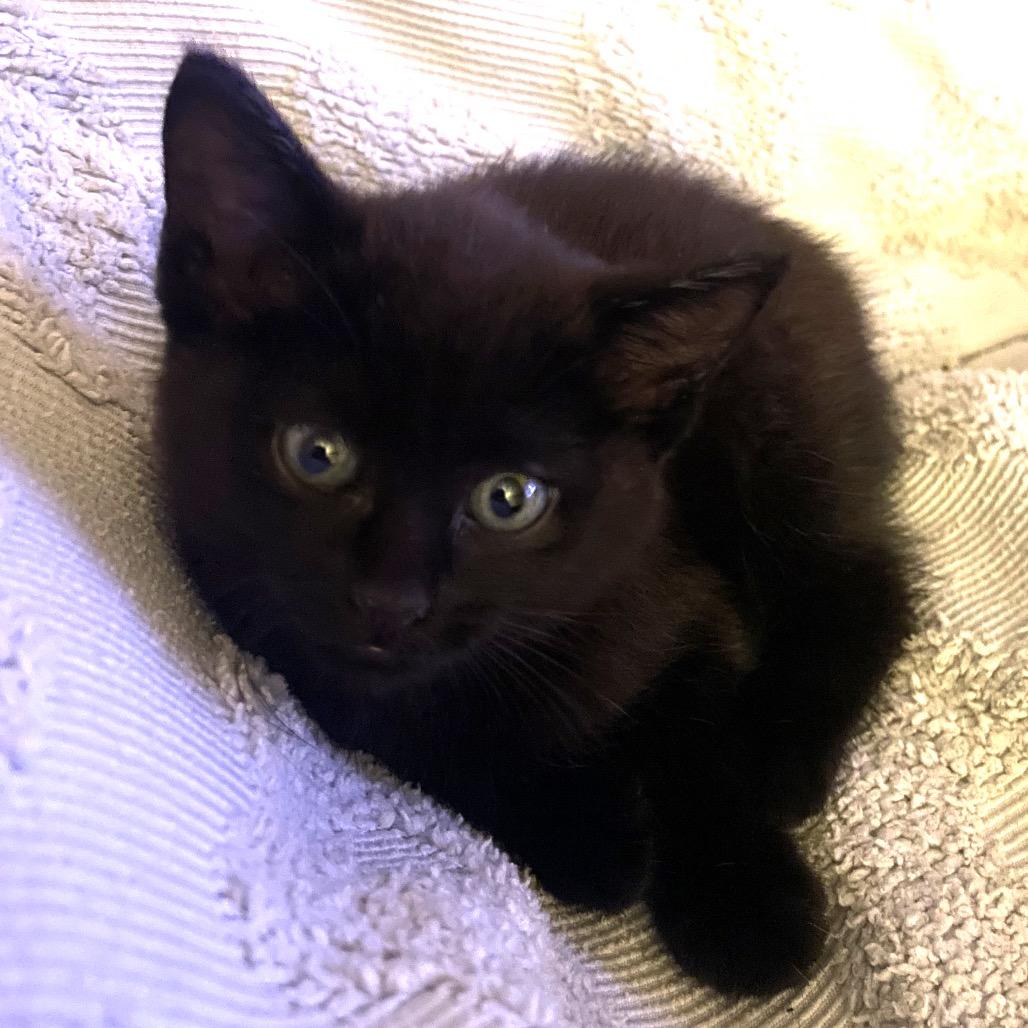 Enlarge Magic, a Adoptable Domestic Long Hair in Long Beach, CA image 2/5