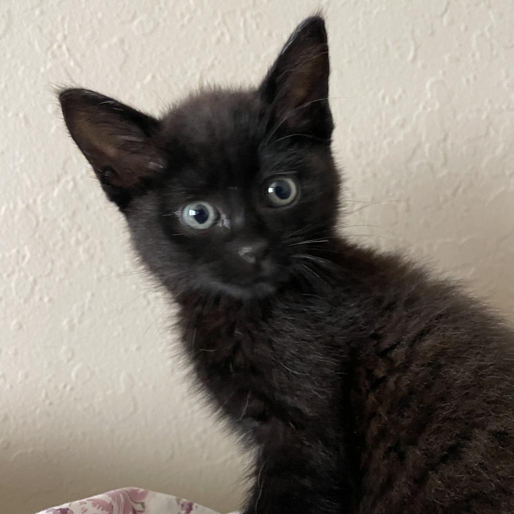 Enlarge Magic, a Adoptable Domestic Long Hair in Long Beach, CA image 3/5