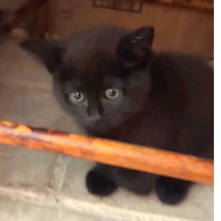 Enlarge Magic, a Adoptable Domestic Long Hair in Long Beach, CA image 5/5