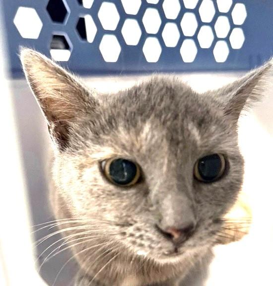 MORNING , adoptable, Adult Female Domestic Short Hair.