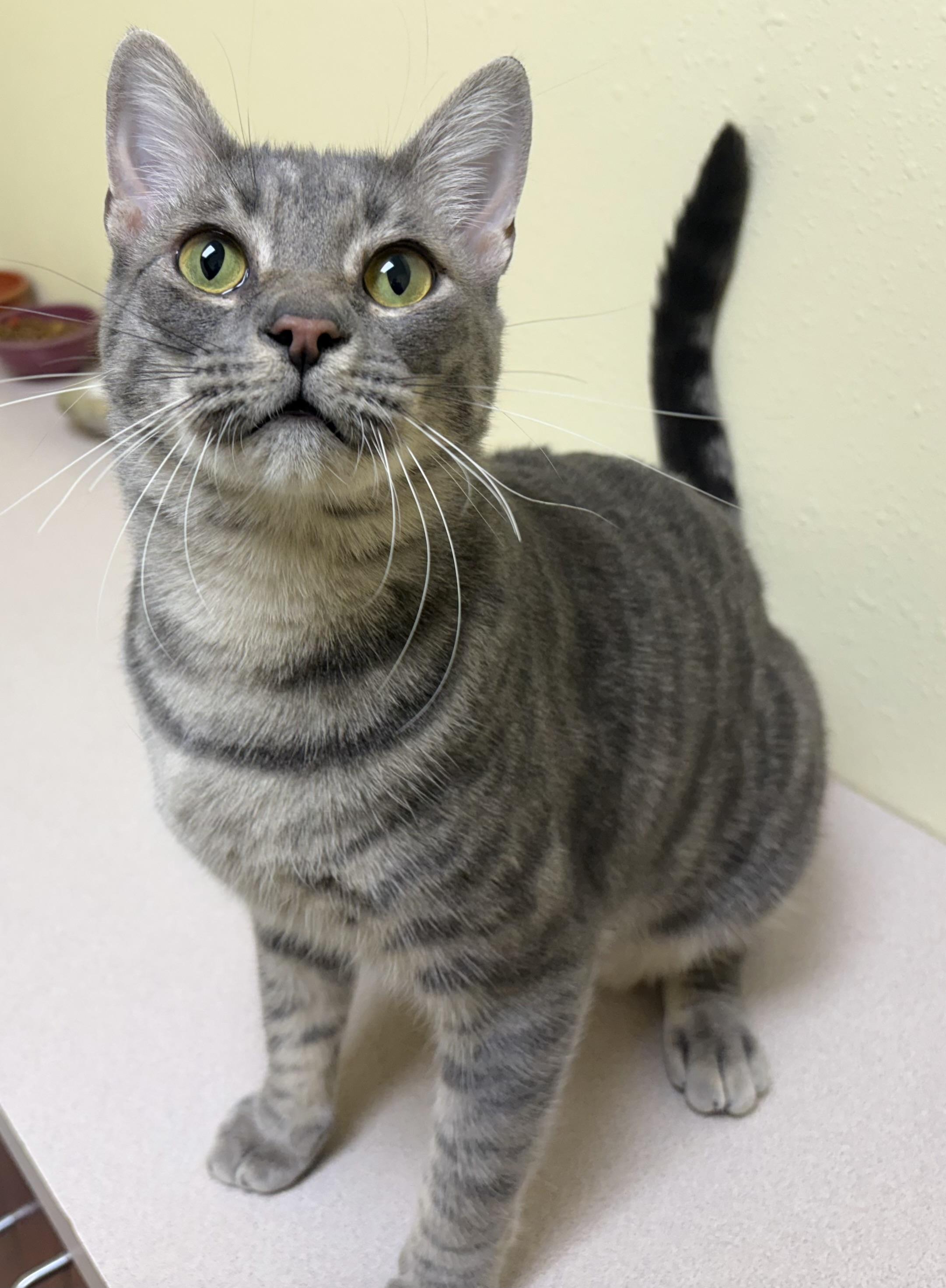 Asher, Adoptable, Adult Male Domestic Short Hair.