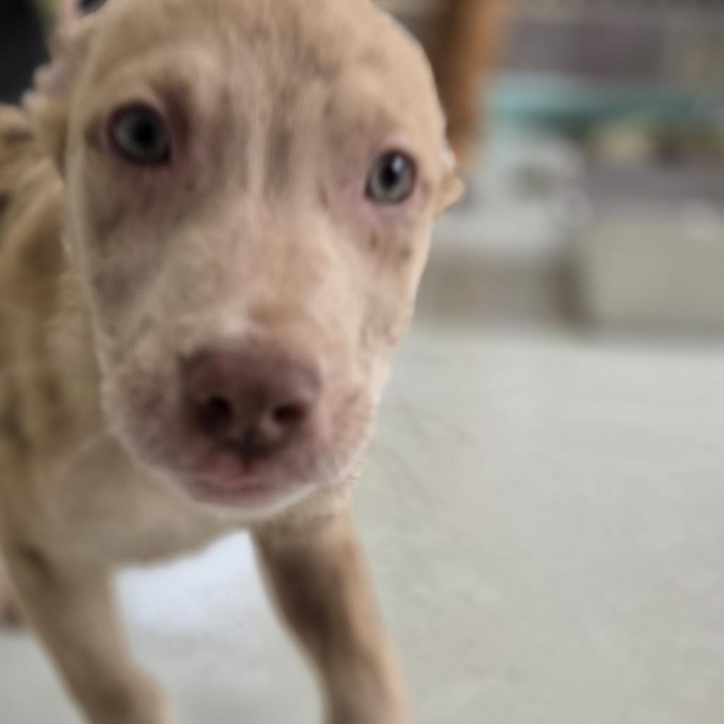 Enlarge Zootz, a Adoptable mixed breed in Pittsford, VT image 2/2