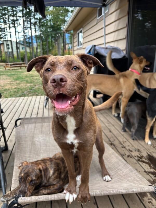 Enlarge Mazie, a Adoptable mixed breed in North Bend, WA image 1/6
