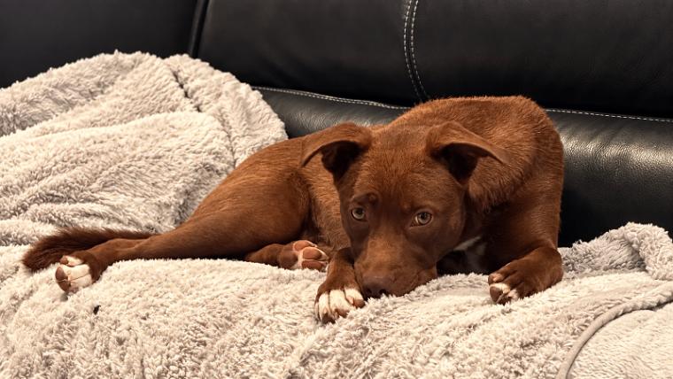 Enlarge Mazie, a Adoptable mixed breed in North Bend, WA image 2/6