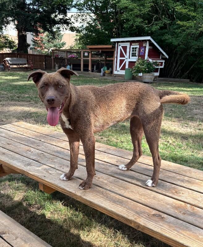 Enlarge Mazie, a Adoptable mixed breed in North Bend, WA image 3/6