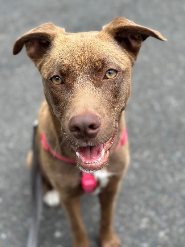 Enlarge Mazie, a Adoptable mixed breed in North Bend, WA image 6/6