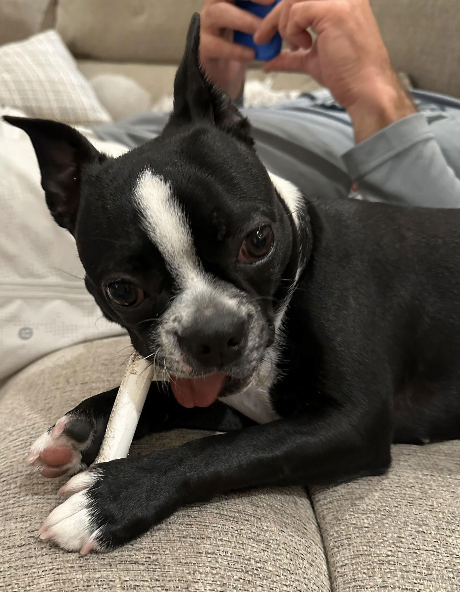 Macy, a Adopted Boston Terrier in Scottsdale, AZ image 1/3