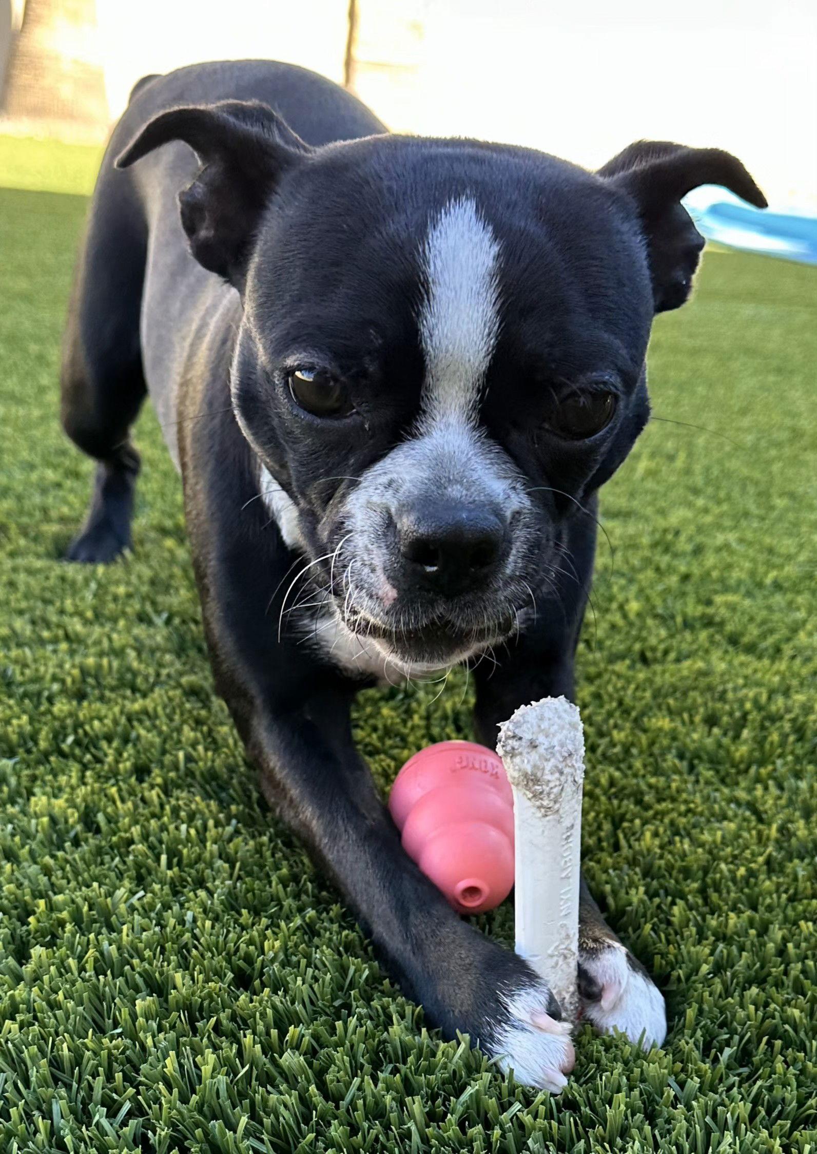 Macy, a Adopted Boston Terrier in Scottsdale, AZ image 2/3