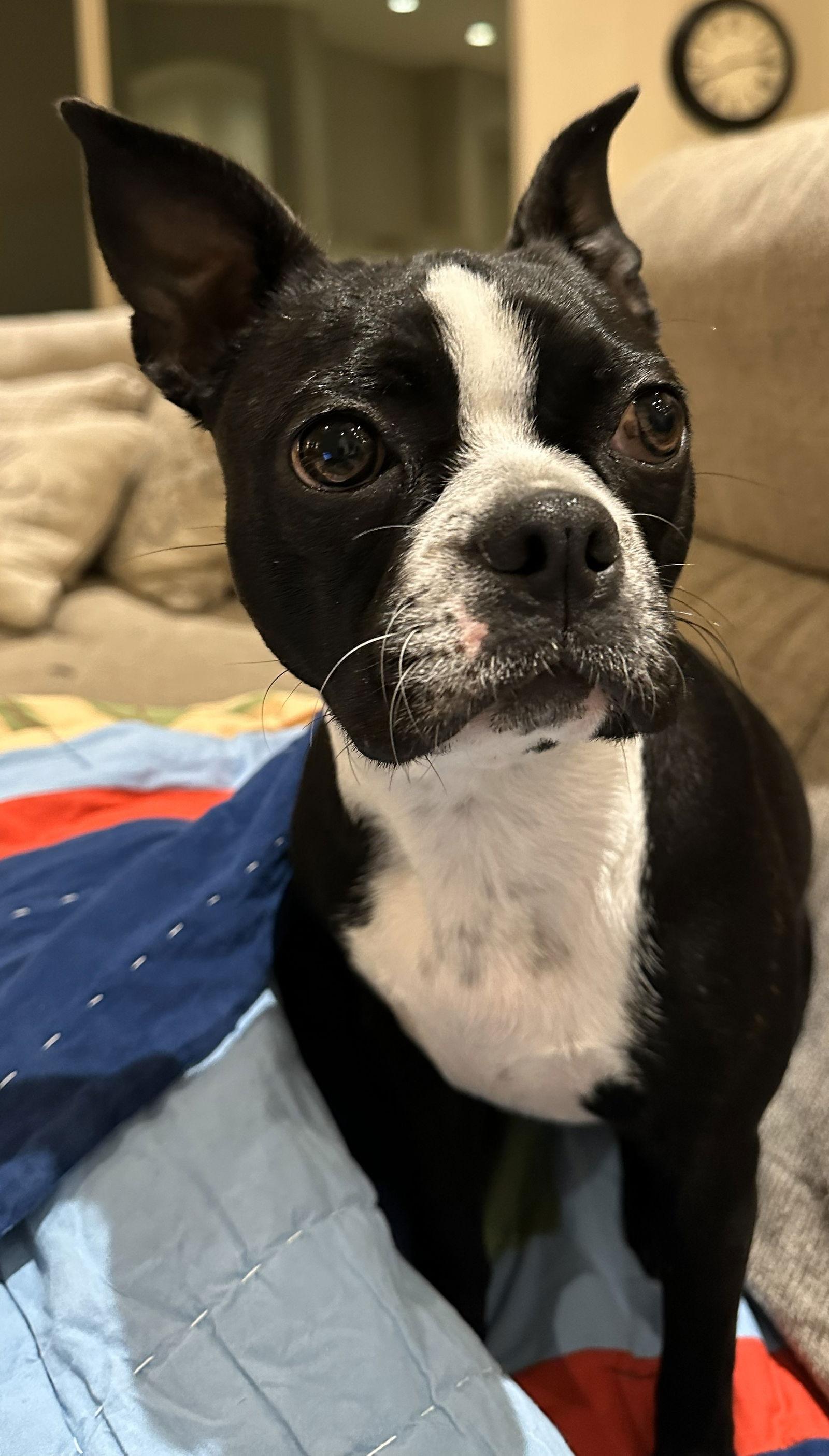 Macy, a Adopted Boston Terrier in Scottsdale, AZ image 3/3
