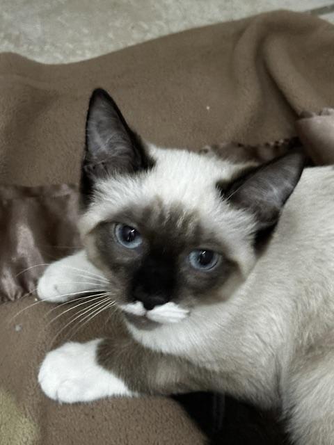 Roadie, a Adoptable mixed breed in Rocky Hill, CT image 4/5