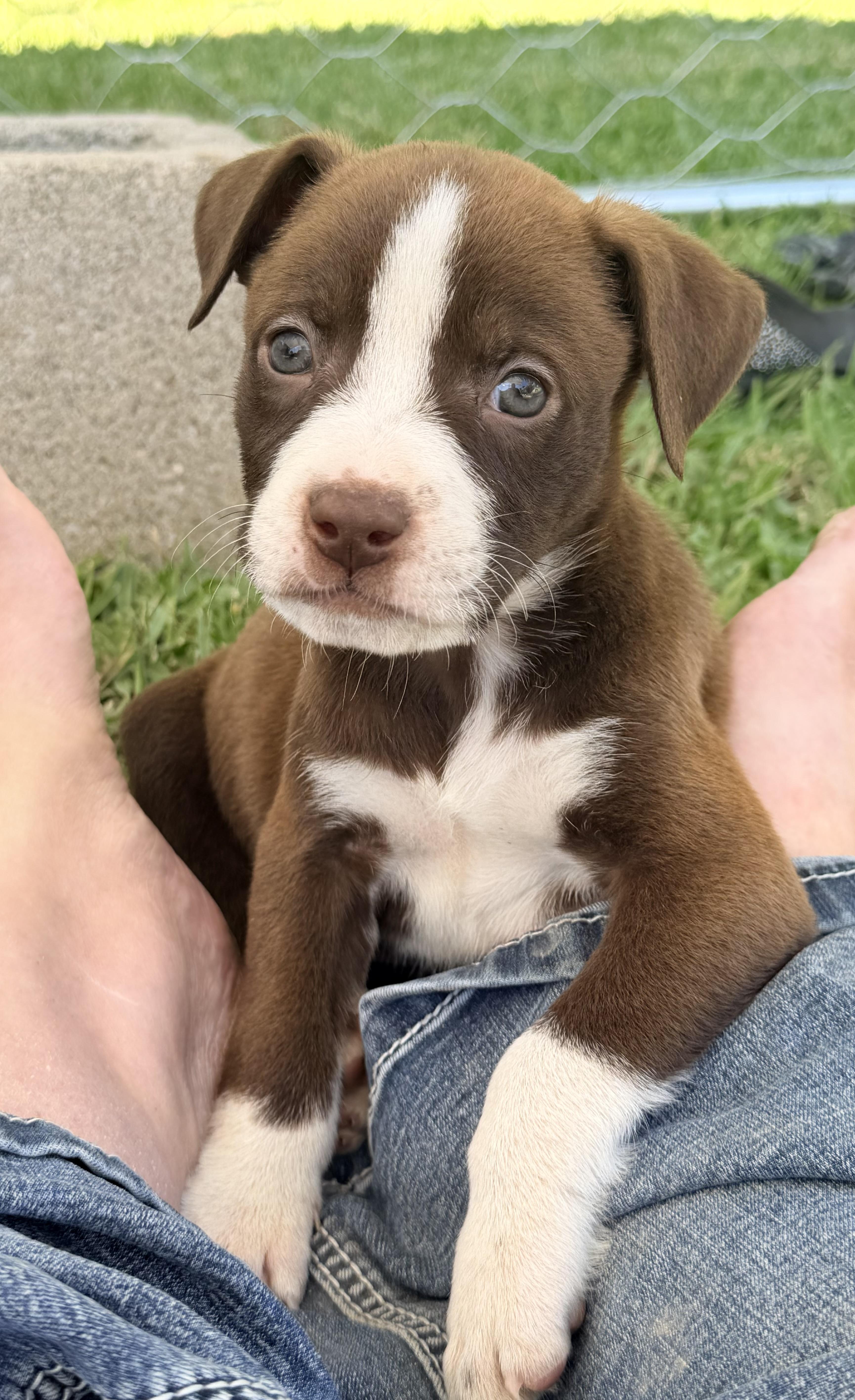 Enlarge Copper, a Adopted mixed breed in Chickamauga, GA image 4/5