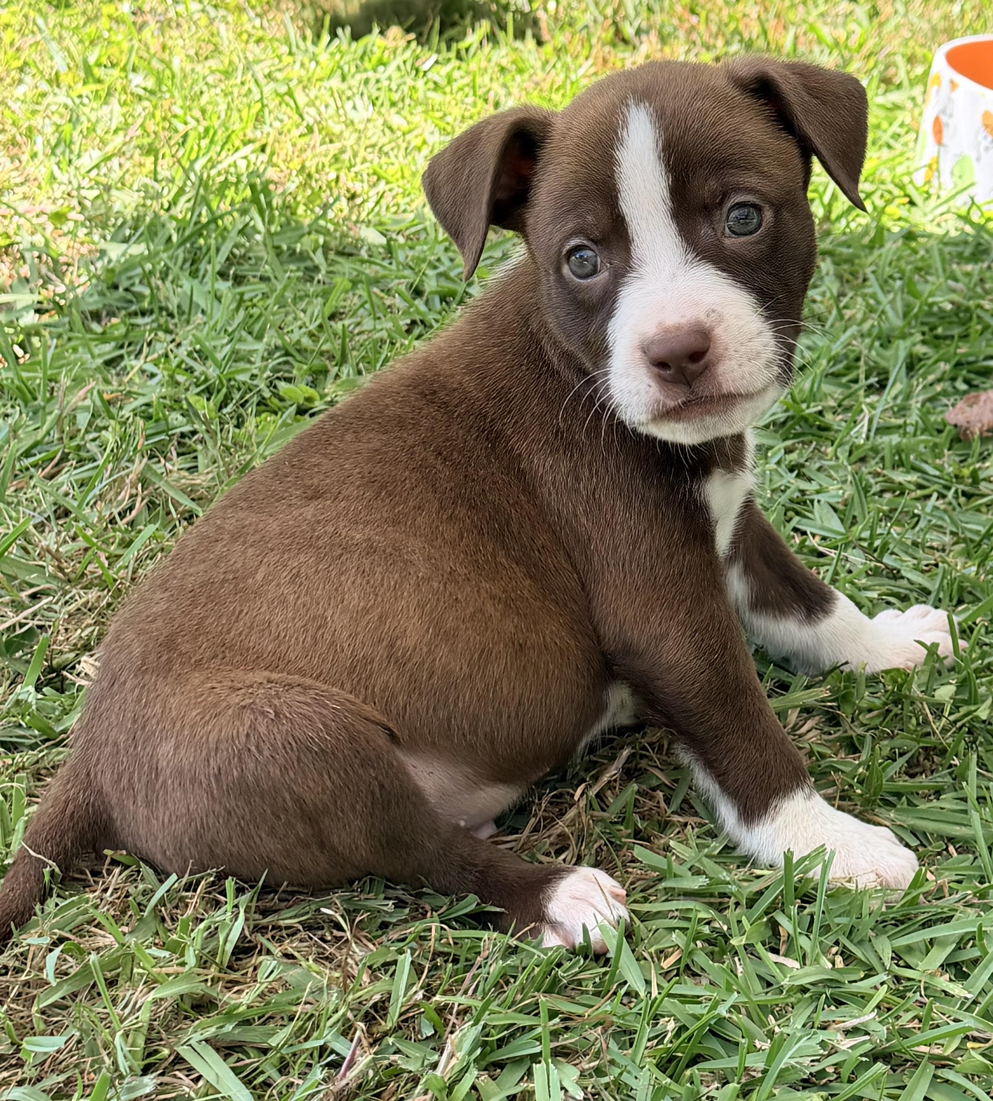 Enlarge Copper, a Adopted mixed breed in Chickamauga, GA image 5/5