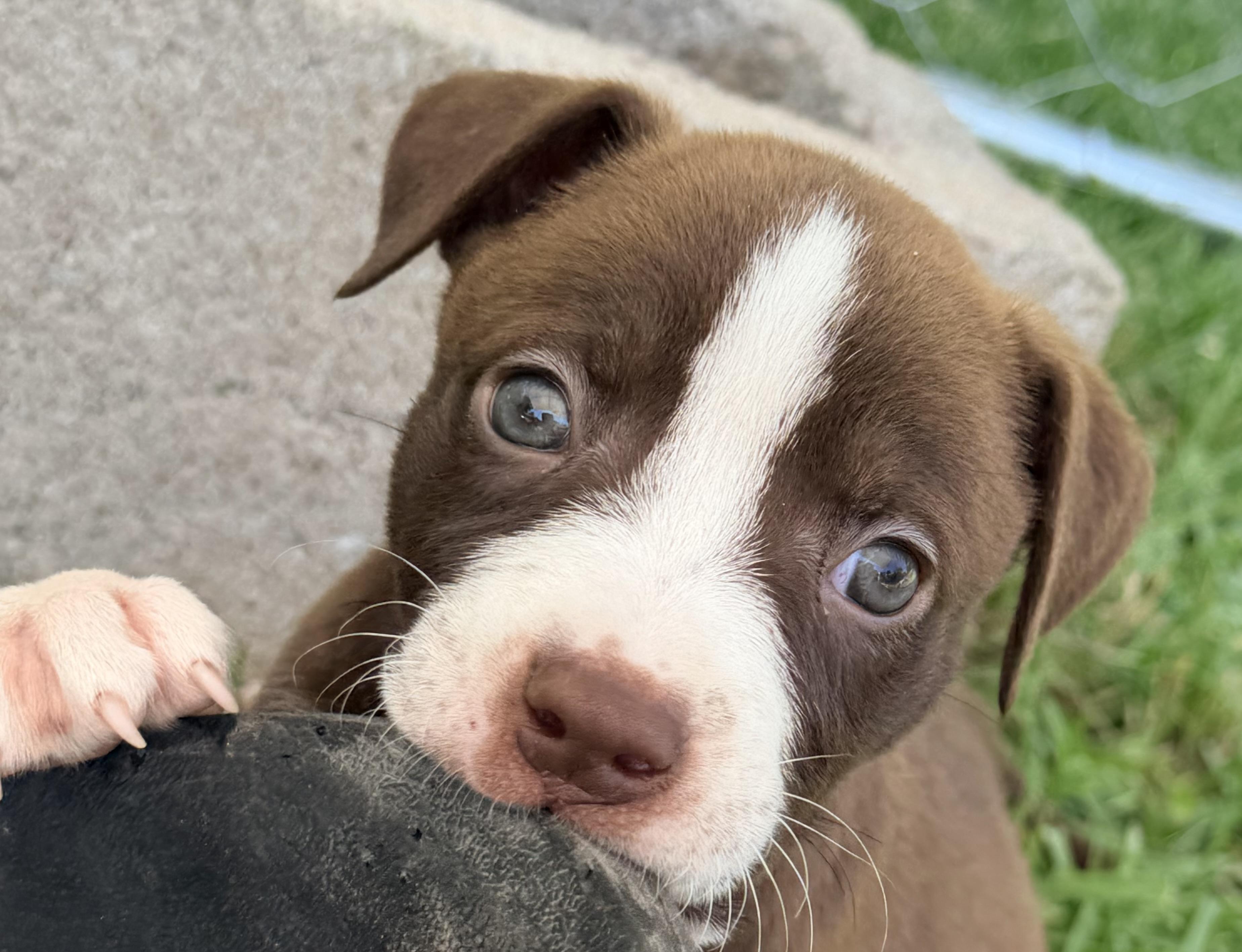 Enlarge Copper, a Adopted mixed breed in Chickamauga, GA image 2/5