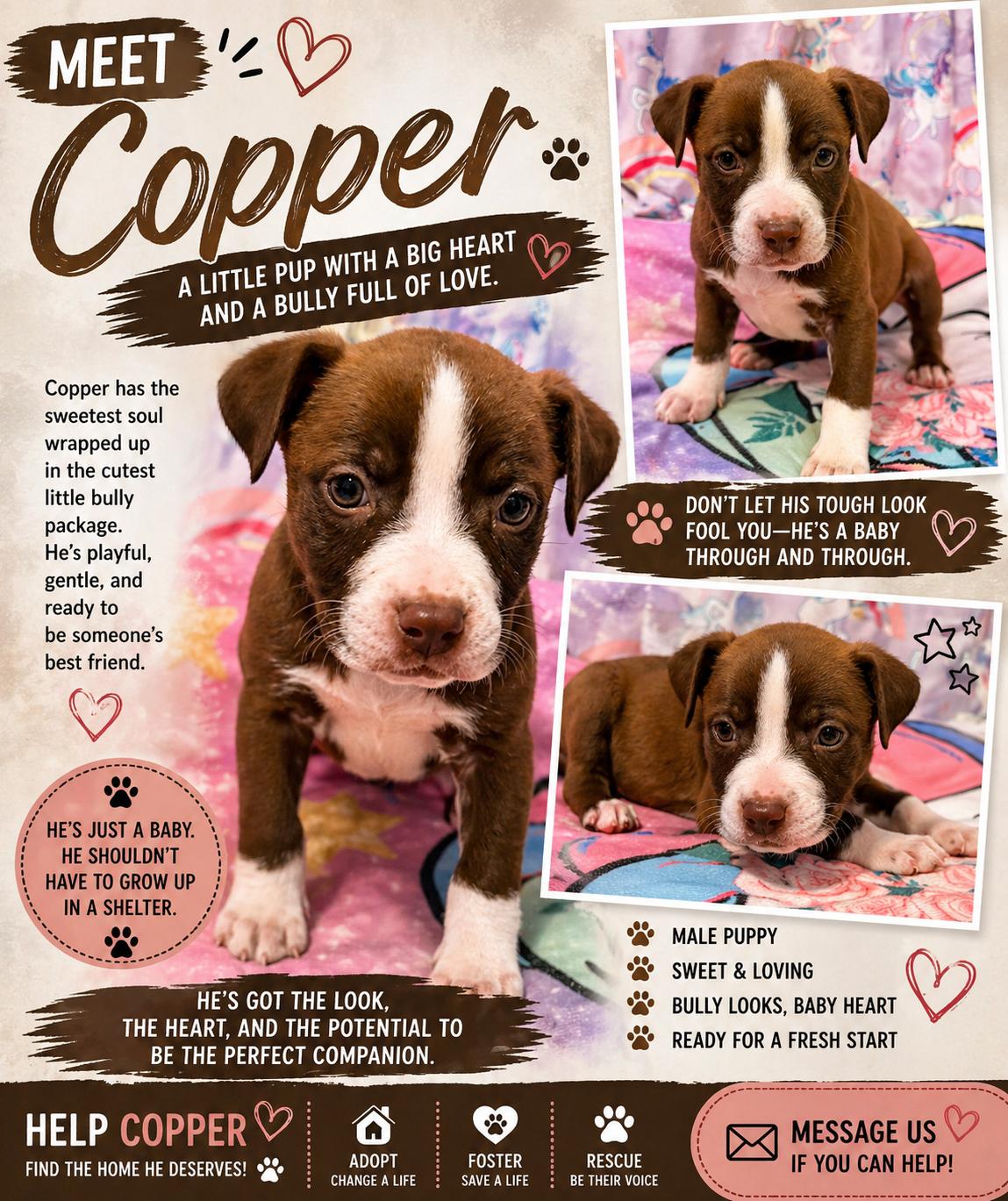 Enlarge Copper, a Adopted mixed breed in Chickamauga, GA image 3/5