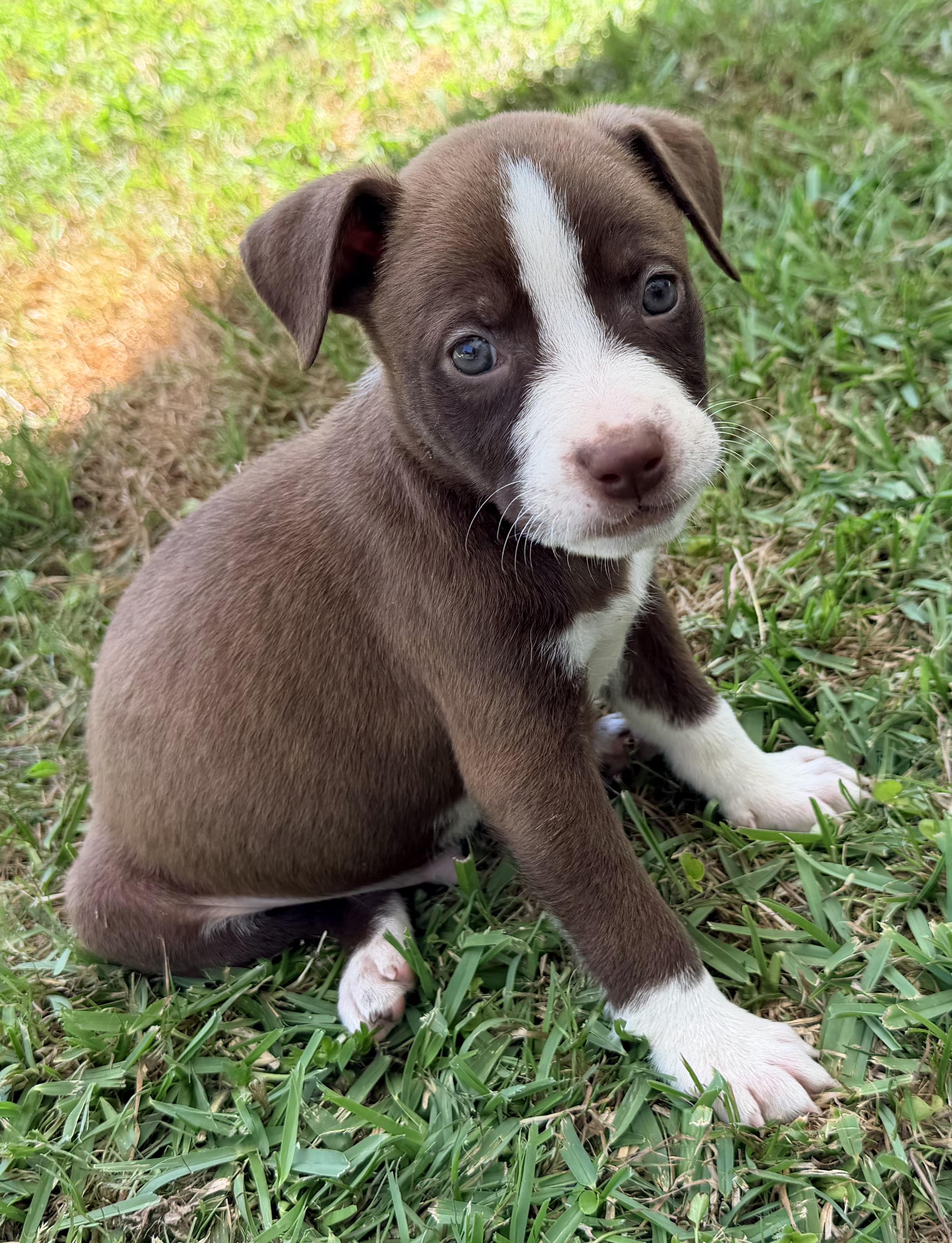 Copper, Adopted, Puppy Male Black Labrador Retriever & American Staffordshire Terrier.