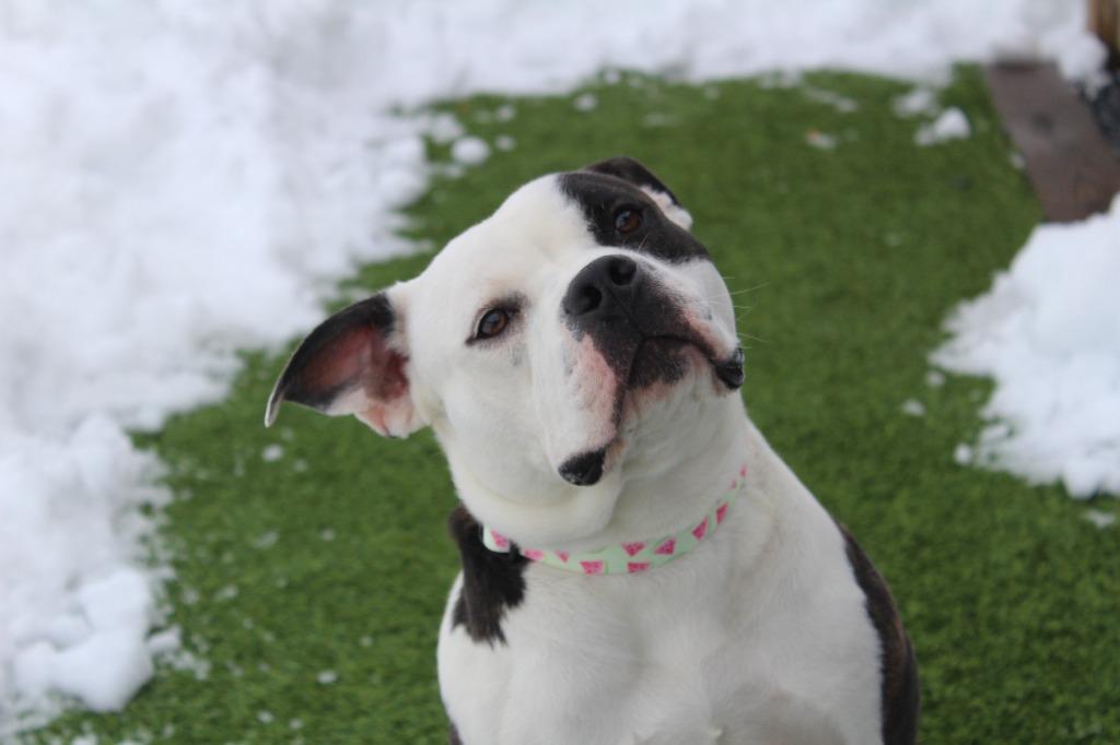 Enlarge Suki, an adopted mixed breed in Chestertown, MD image 4/4