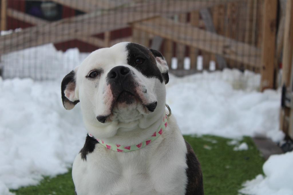 Suki, adopted, Adult Female Bulldog & American Bully.