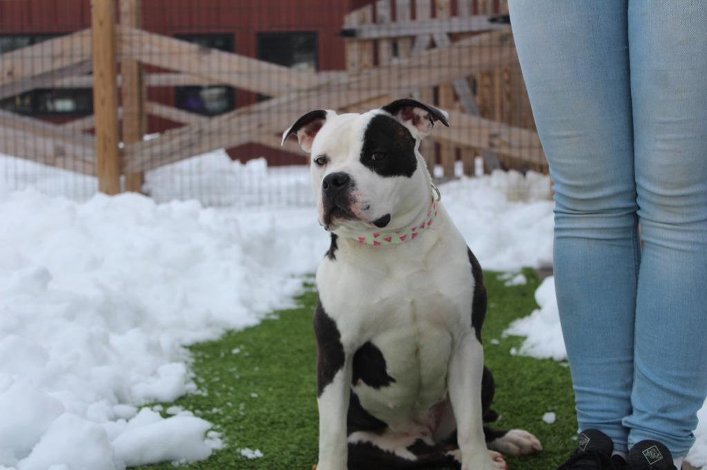 Enlarge Suki, an adopted mixed breed in Chestertown, MD image 3/4