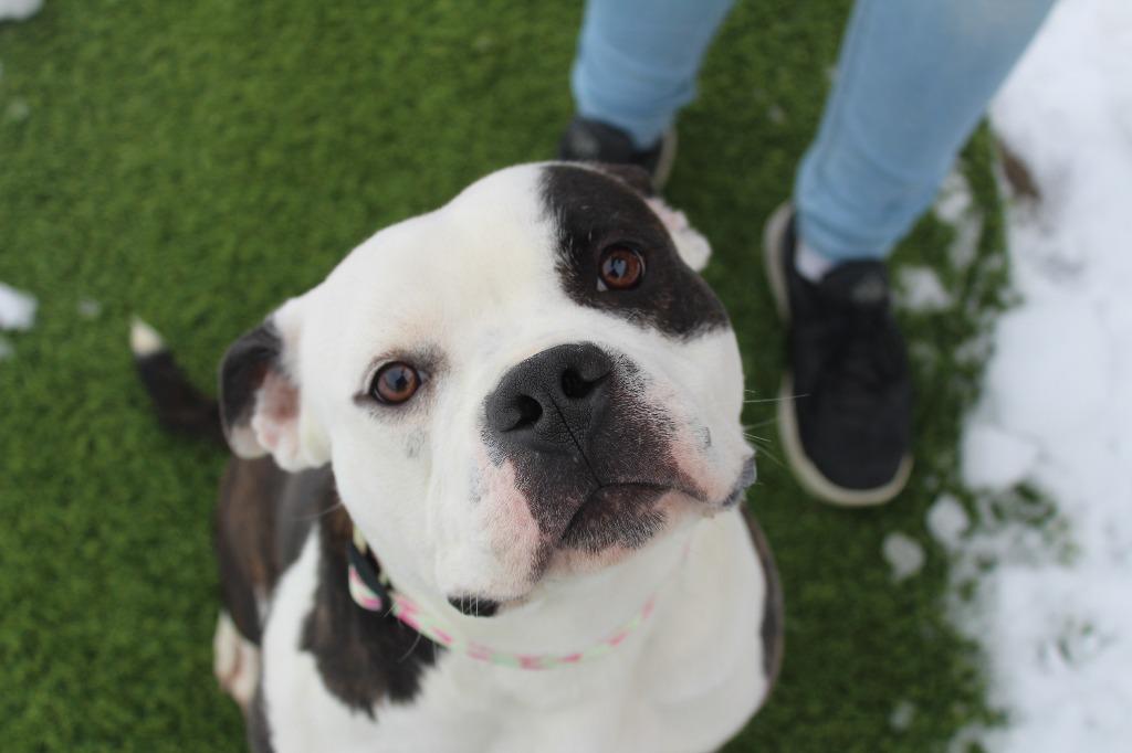 Enlarge Suki, an adopted mixed breed in Chestertown, MD image 2/4