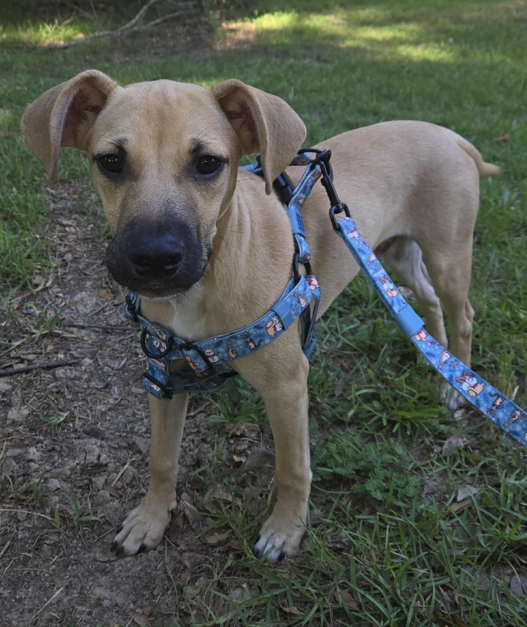 Opie
