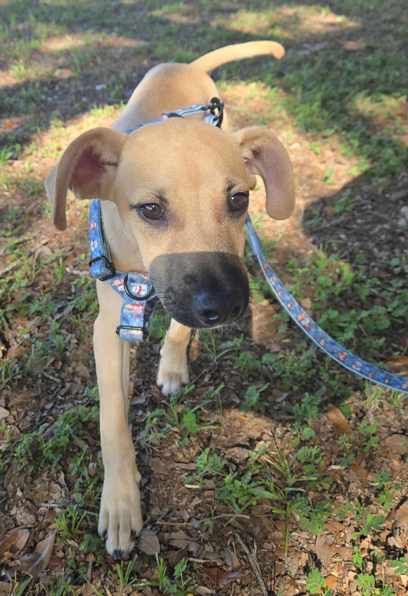Opie