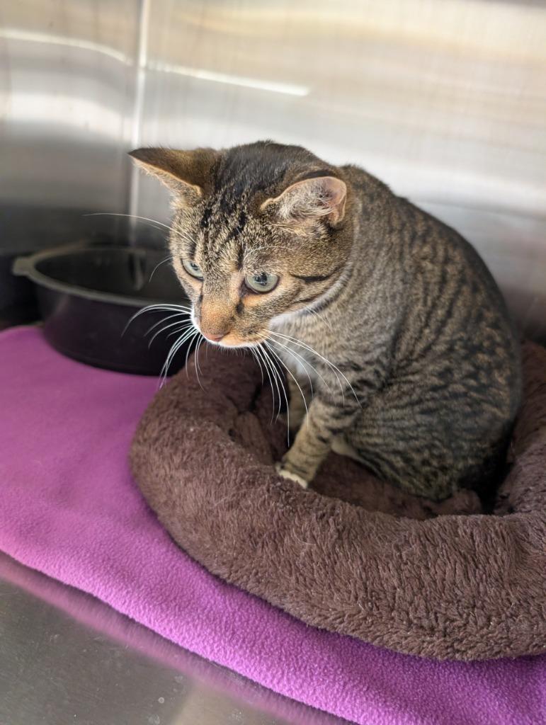 Fierra, Adoptable, Young Female Domestic Short Hair.