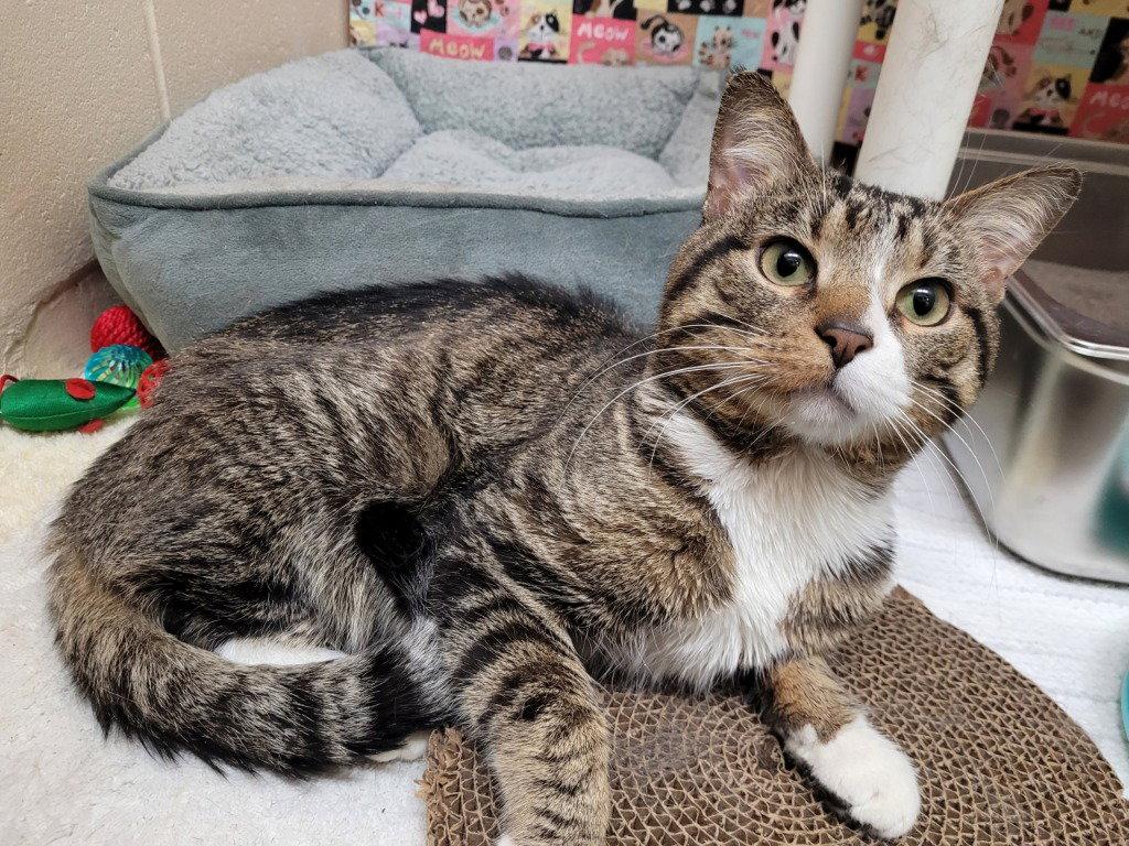 Cadbury, Adoptable, Adult Male Domestic Short Hair.