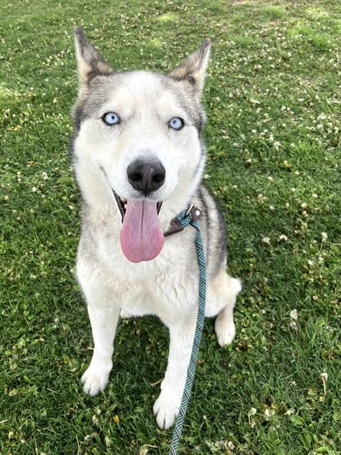SKYE, Adoptable, Adult Female Husky & Mixed Breed.