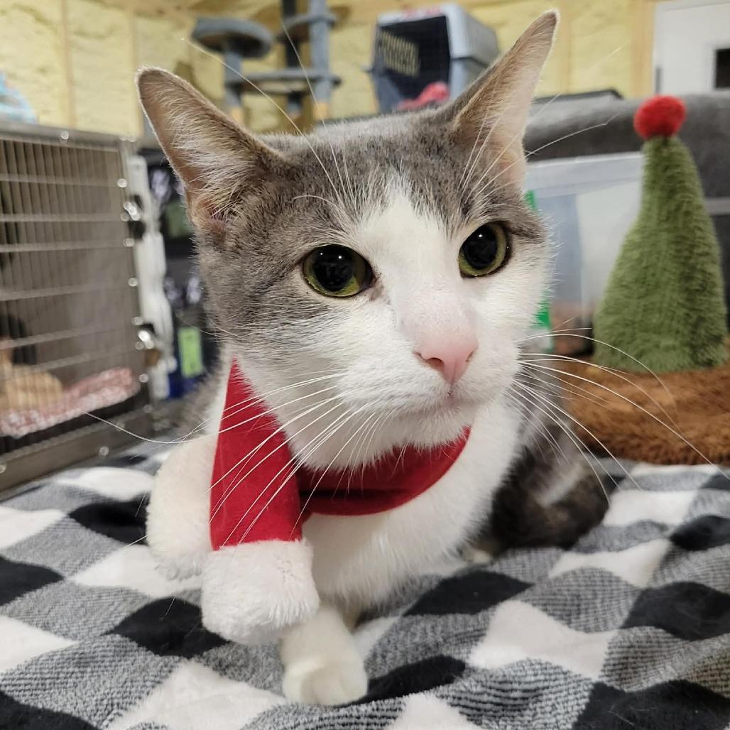 Simba -Sponsored-, a Adoptable Domestic Short Hair in Flower Mound, TX image 2/6