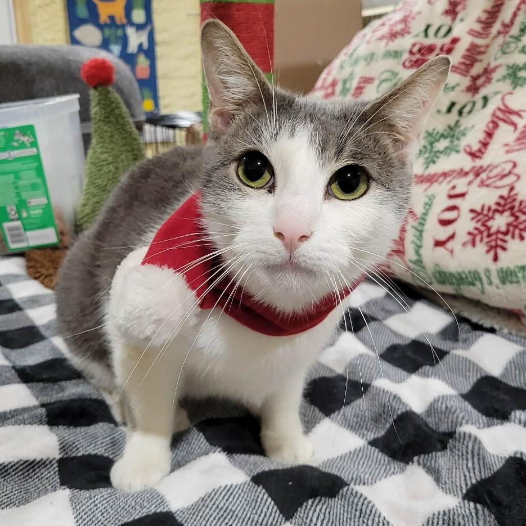 Simba -Sponsored-, a Adoptable Domestic Short Hair in Flower Mound, TX image 3/6