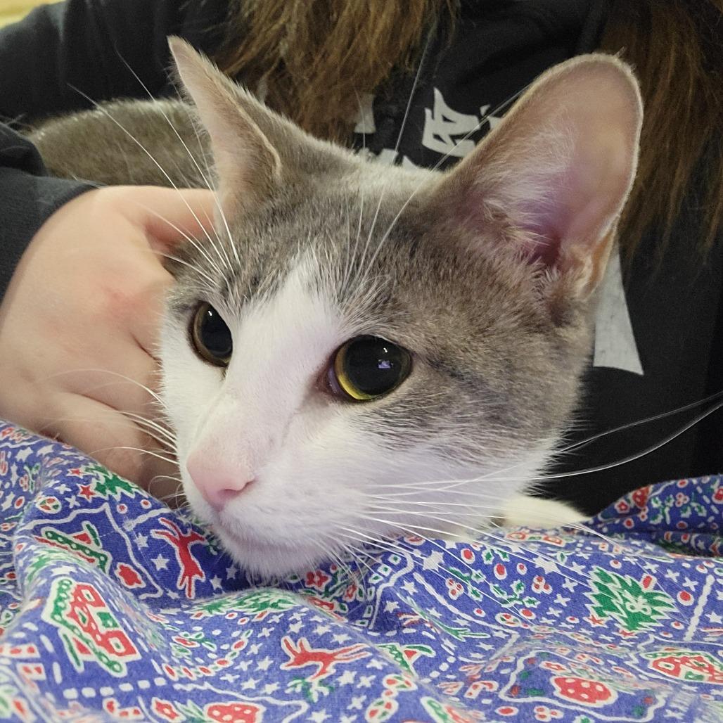 Simba -Sponsored-, a Adoptable Domestic Short Hair in Flower Mound, TX image 6/6