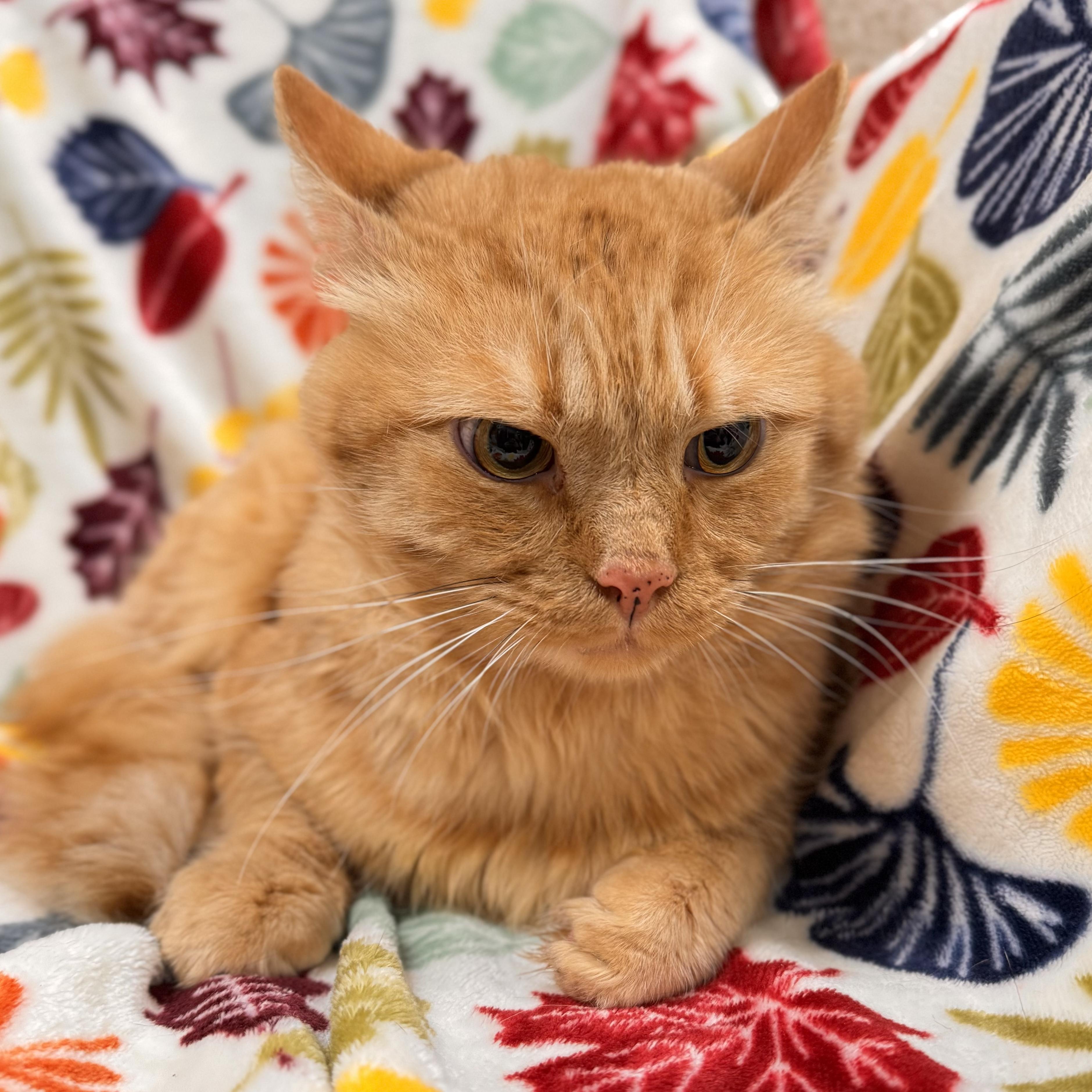 Yam, Adoptable, Adult Male Domestic Medium Hair.