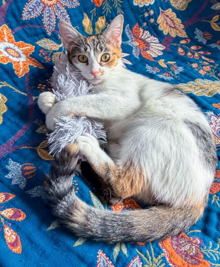 Elsa, adopted, Young Female Domestic Short Hair.
