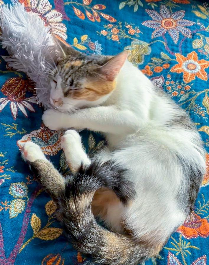 Elsa, an adopted Domestic Short Hair in Paramus, NJ image 4/4