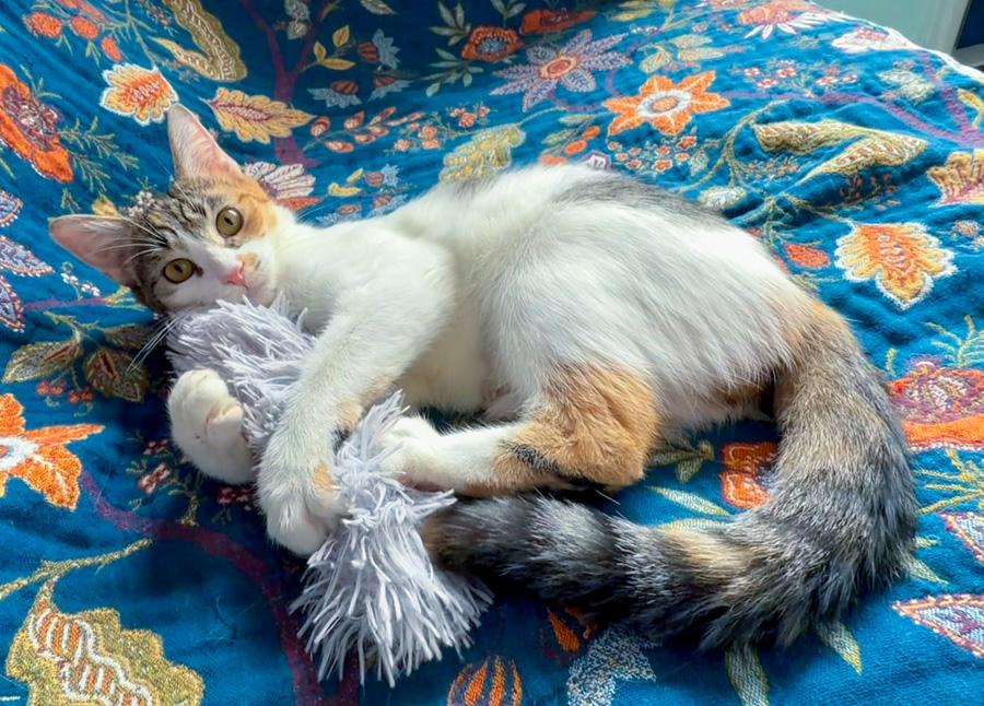 Elsa, an adopted Domestic Short Hair in Paramus, NJ image 3/4