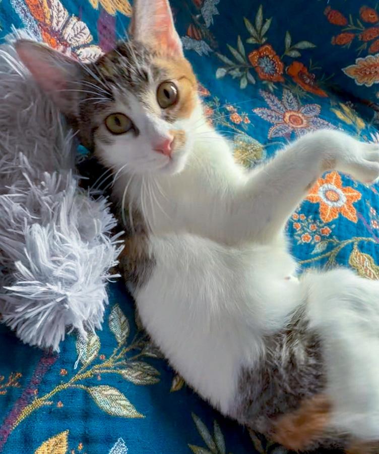 Elsa, an adopted Domestic Short Hair in Paramus, NJ image 2/4