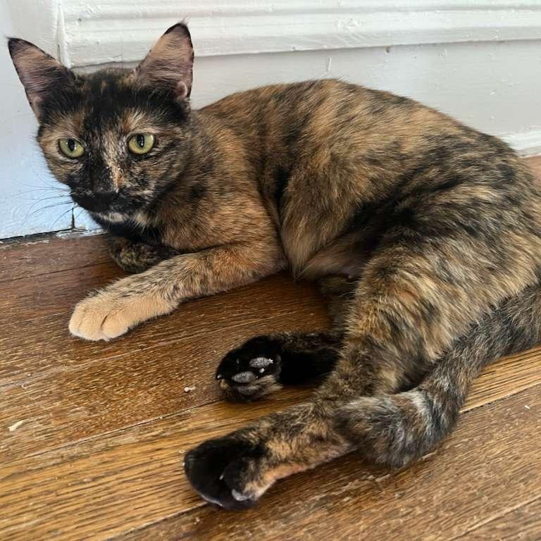 Girlfriend, Adoptable, Adult Female Domestic Short Hair.