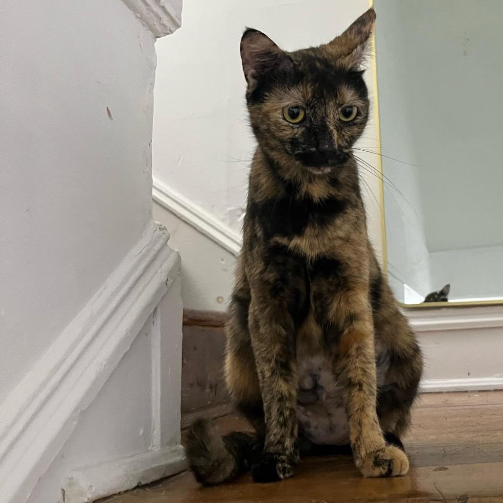 Enlarge Girlfriend, a Adoptable Domestic Short Hair in Ashland, VA image 2/2