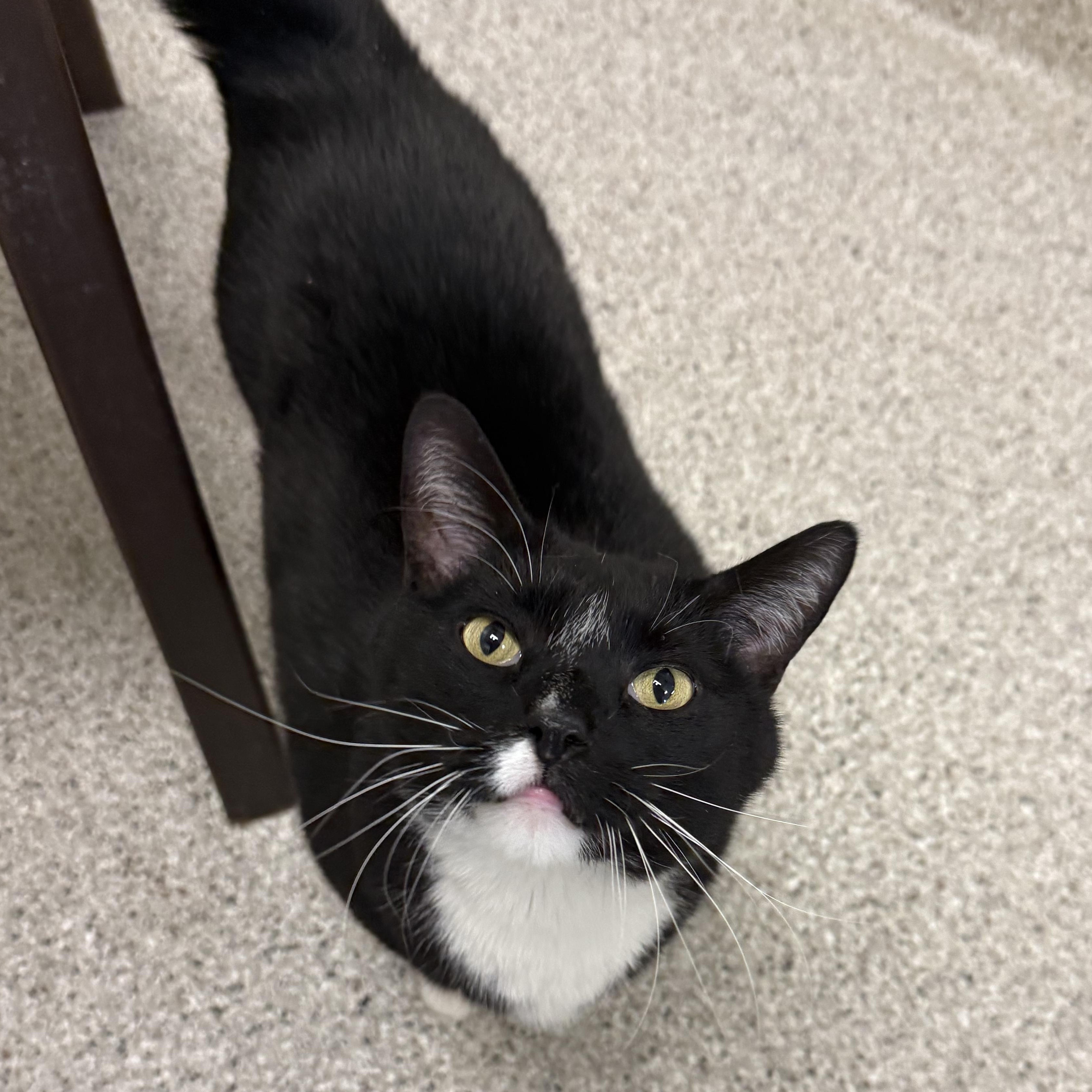 Percy , ADOPTABLE, Adult Male Domestic Short Hair.
