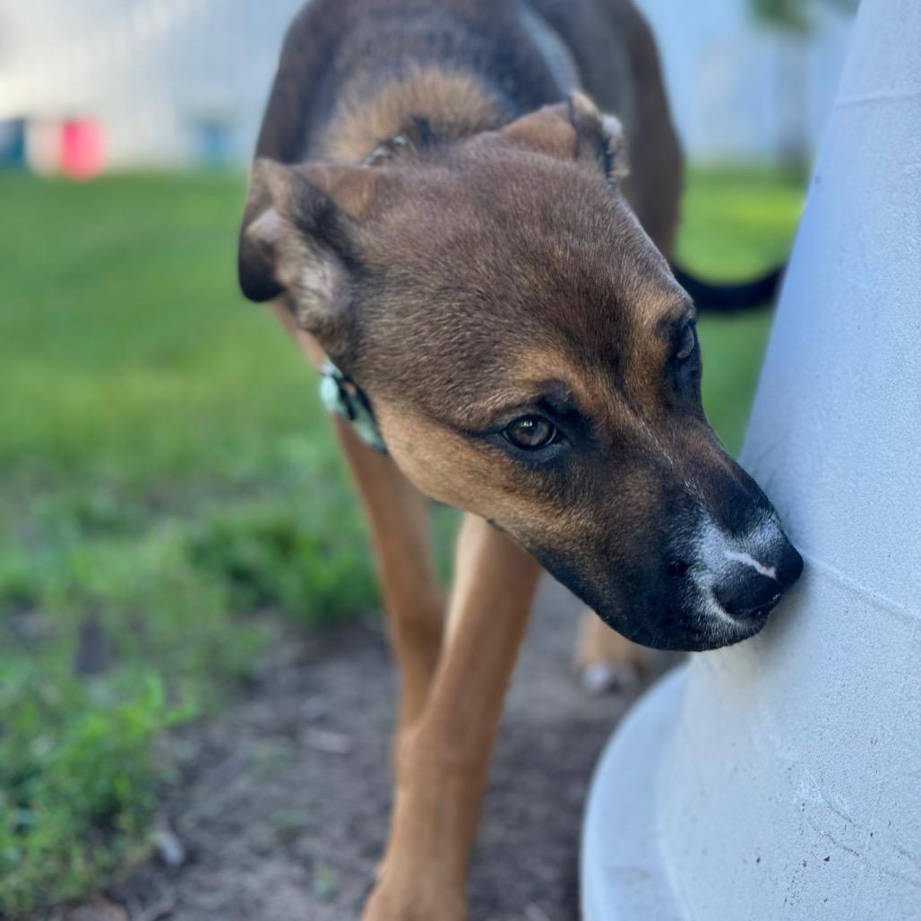 Daisy Mae, Adoptable, Young Female Labrador Retriever & Pit Bull Terrier.