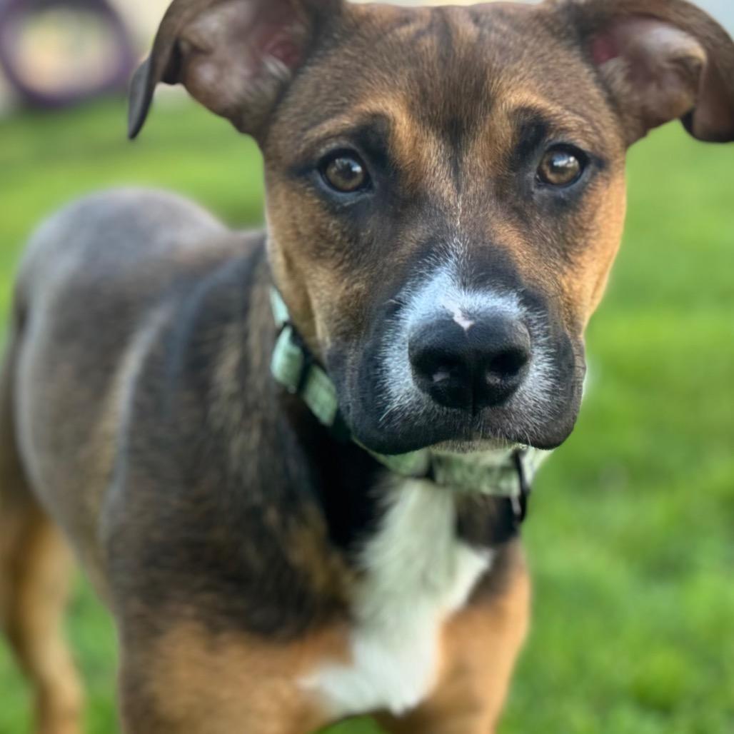 Daisy Mae, a Adoptable mixed breed in Canton, IL image 2/6