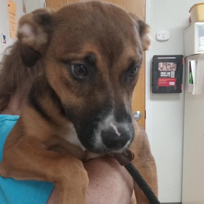 Daisy Mae, a Adoptable mixed breed in Canton, IL image 3/6