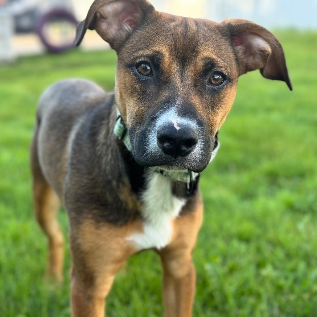 Daisy Mae, a Adoptable mixed breed in Canton, IL image 4/6