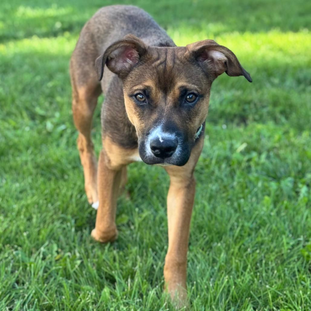 Daisy Mae, a Adoptable mixed breed in Canton, IL image 5/6