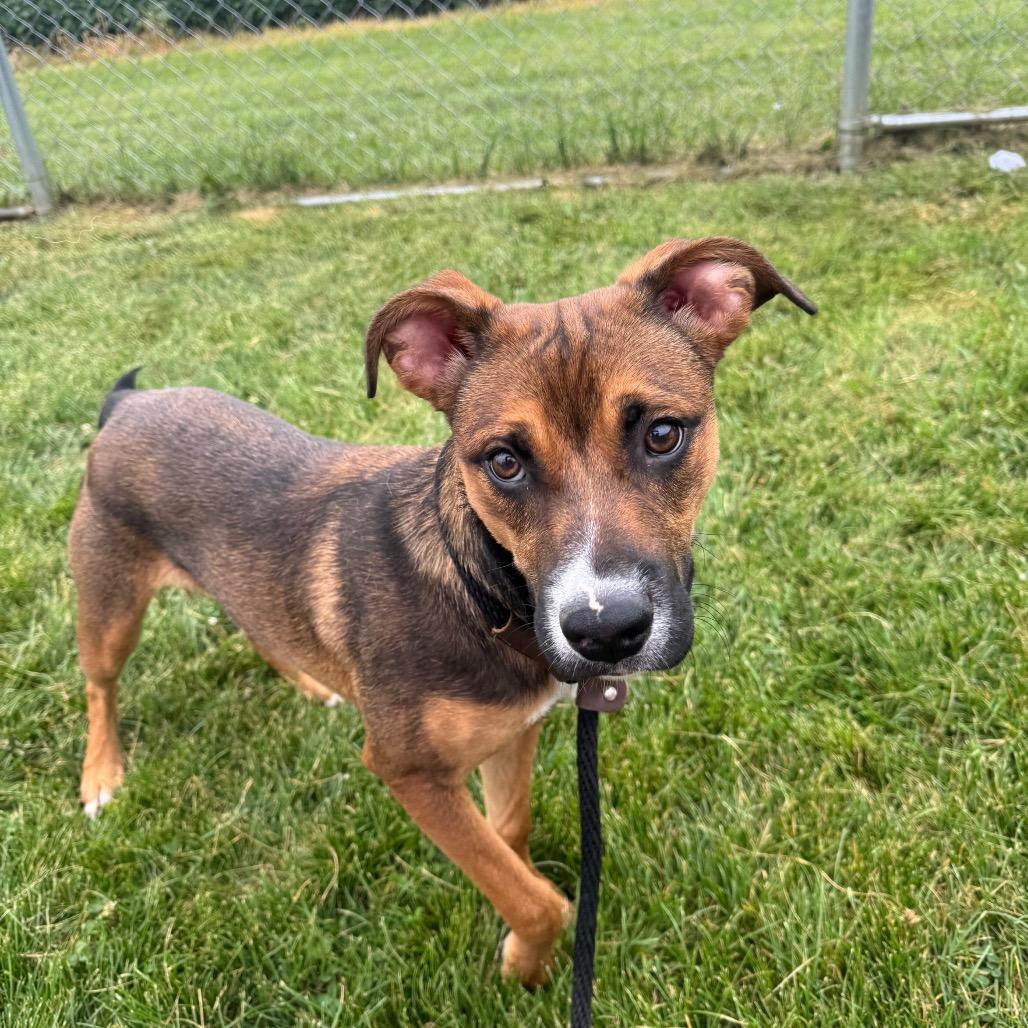 Daisy Mae, a Adoptable mixed breed in Canton, IL image 6/6