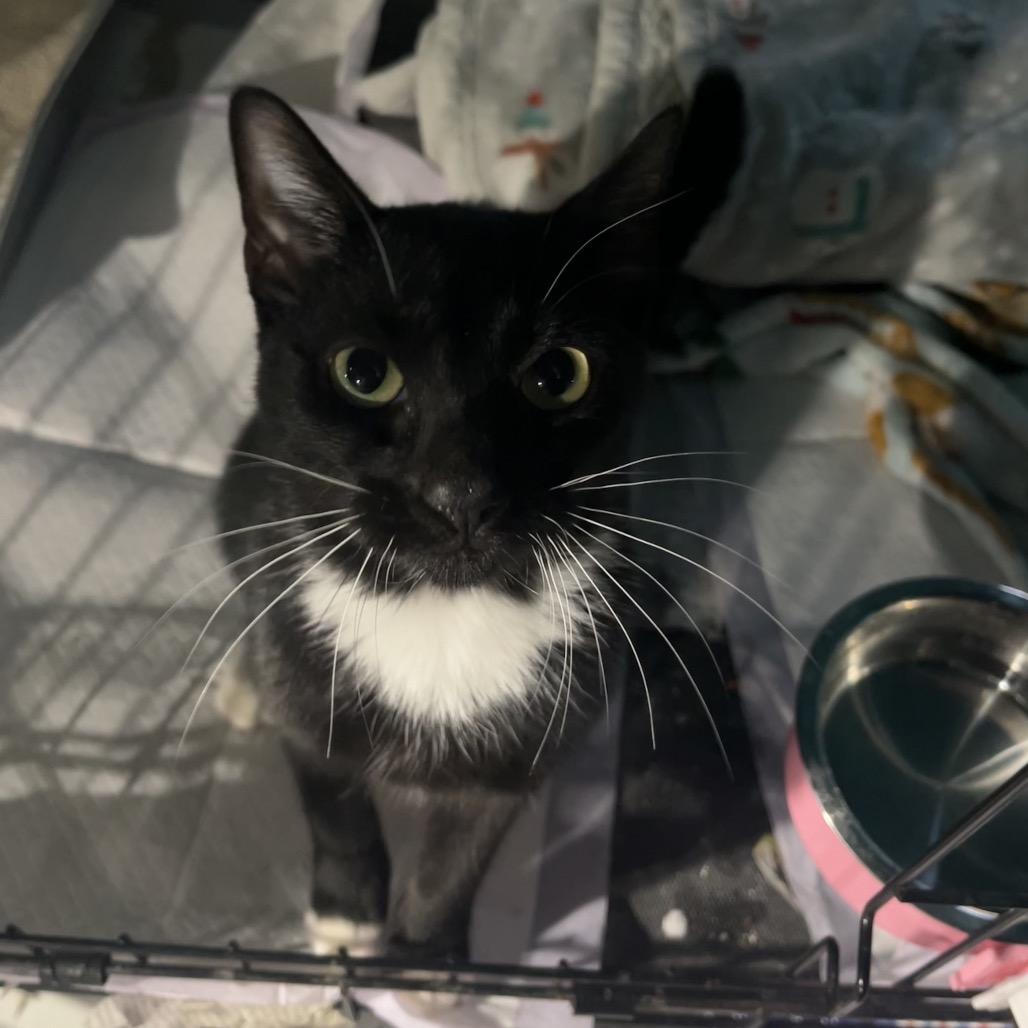 York Peppermint Patty, Adoptable, Young Female Domestic Short Hair.