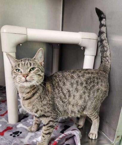 Amelia, Adoptable, Kitten Female Domestic Short Hair.