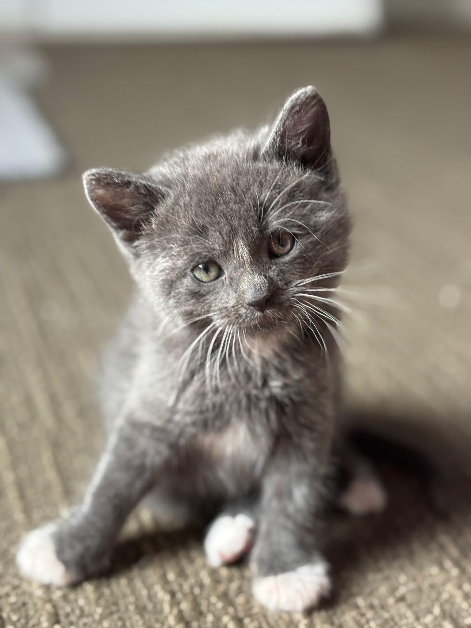 Kittens, an adoptable Domestic Medium Hair in Wilsall, MT, 59086 | Photo Image 1