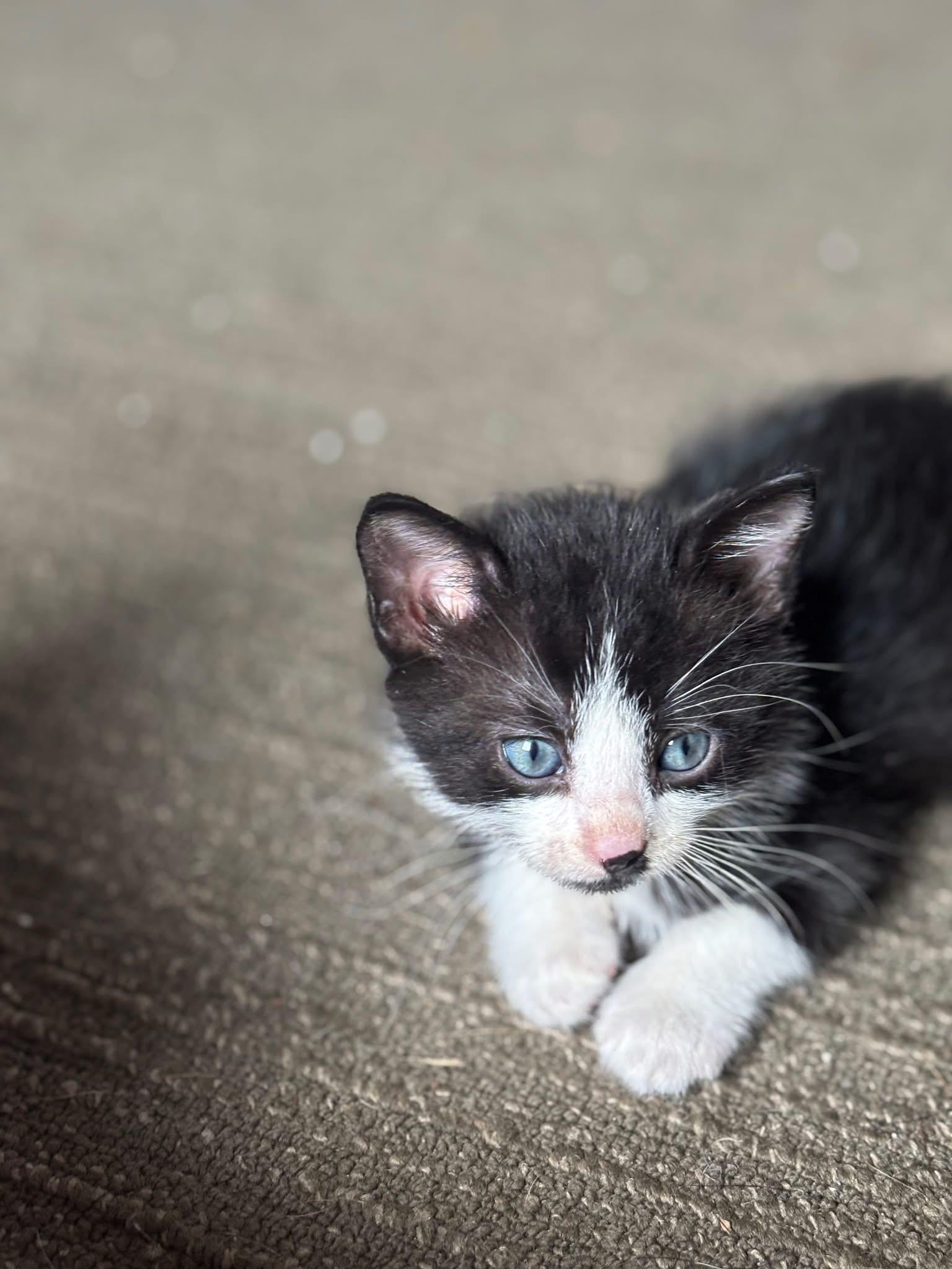Kittens, an adoptable Domestic Medium Hair in Wilsall, MT, 59086 | Photo Image 2