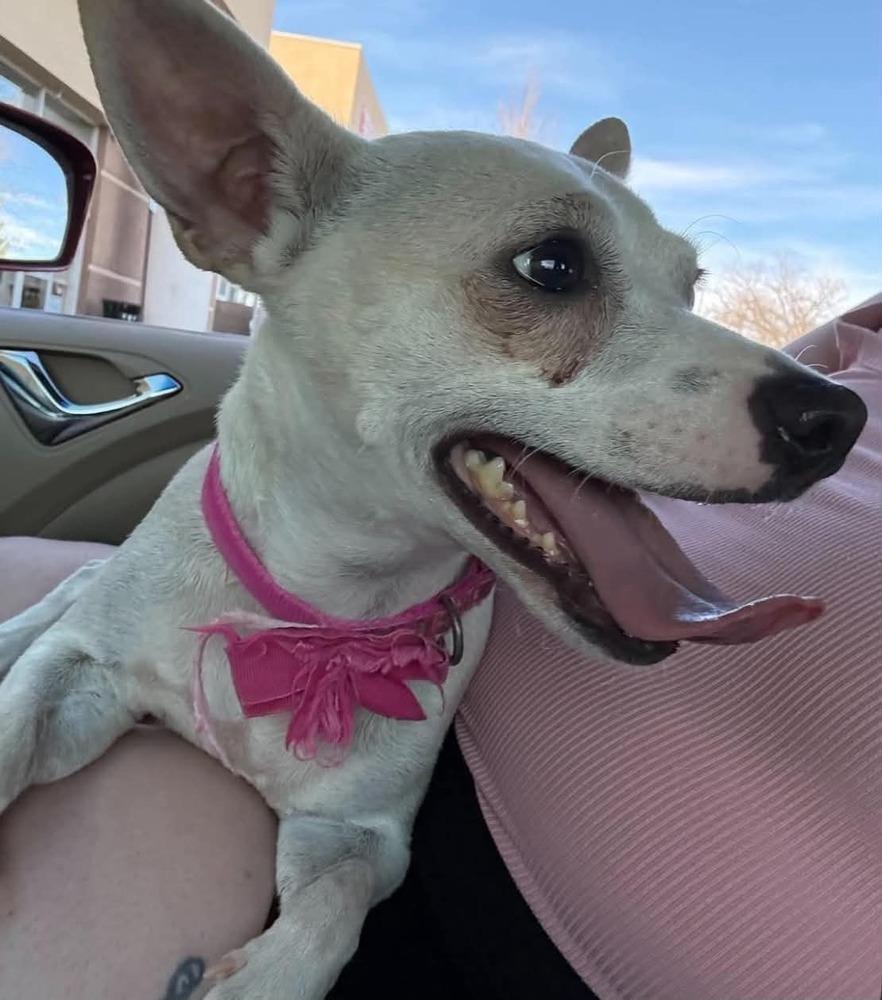 Enlarge Rumi, a Adoptable mixed breed in Aurora, CO image 2/5